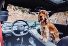 Photo of Putujete automobilom sa svojim psom? Nudimo prilagođene opcije najma.