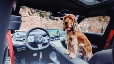 Photo of Putujete automobilom sa svojim psom? Nudimo prilagođene opcije najma.